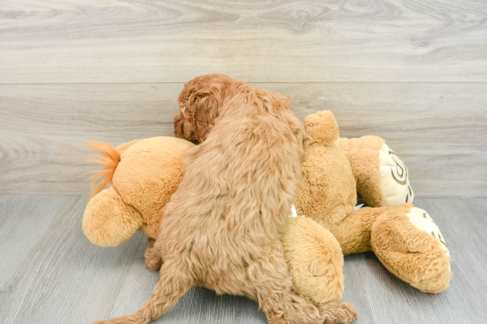 Adorable Golden Retriever Poodle Mix Poodle Mix Puppy