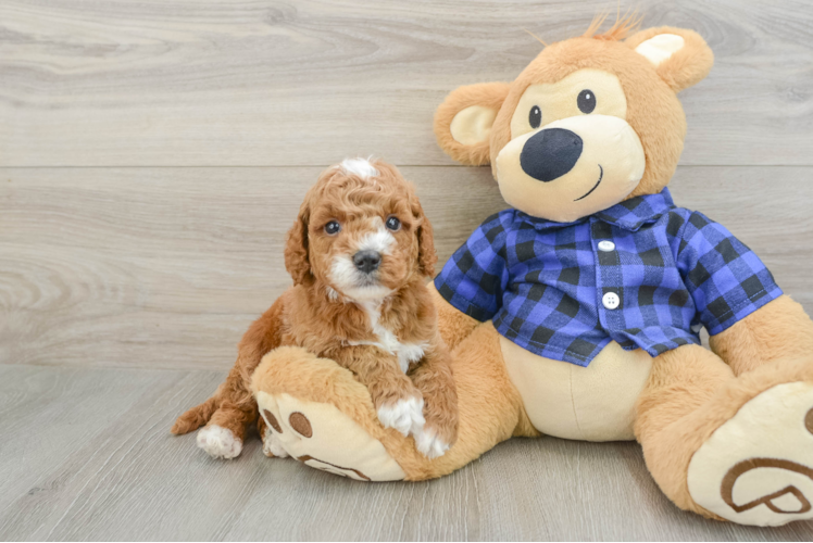 Little Mini Goldenpoo Poodle Mix Puppy