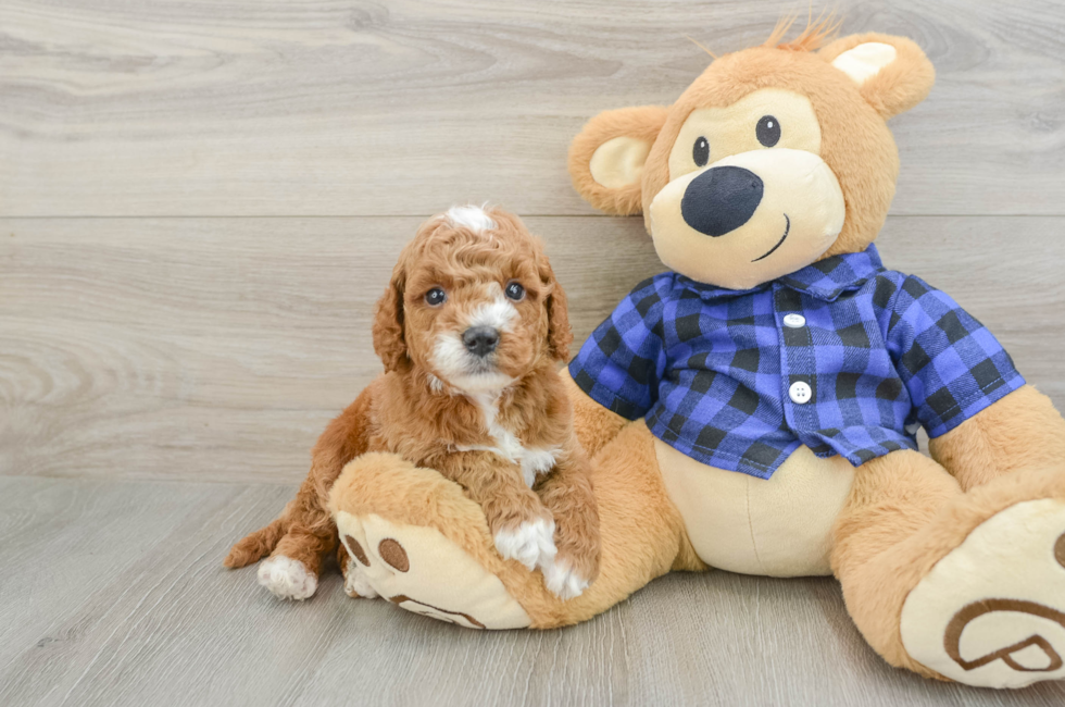 5 week old Mini Goldendoodle Puppy For Sale - Pilesgrove Pups