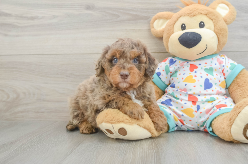 5 week old Mini Goldendoodle Puppy For Sale - Pilesgrove Pups