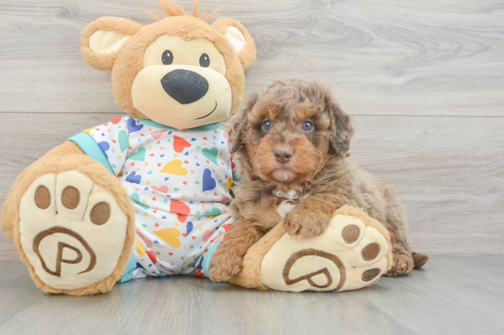 Fluffy Mini Goldendoodle Poodle Mix Pup