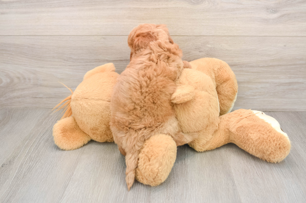 Best Mini Goldendoodle Baby