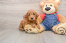 Happy Mini Goldendoodle Baby