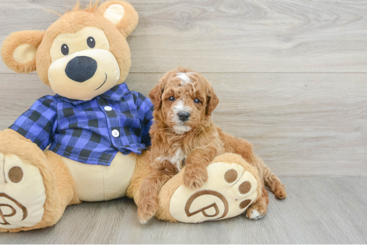 Best Mini Goldendoodle Baby
