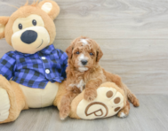 7 week old Mini Goldendoodle Puppy For Sale - Pilesgrove Pups