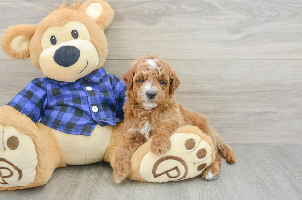 5 week old Mini Goldendoodle Puppy For Sale - Pilesgrove Pups