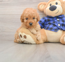 7 week old Mini Goldendoodle Puppy For Sale - Pilesgrove Pups