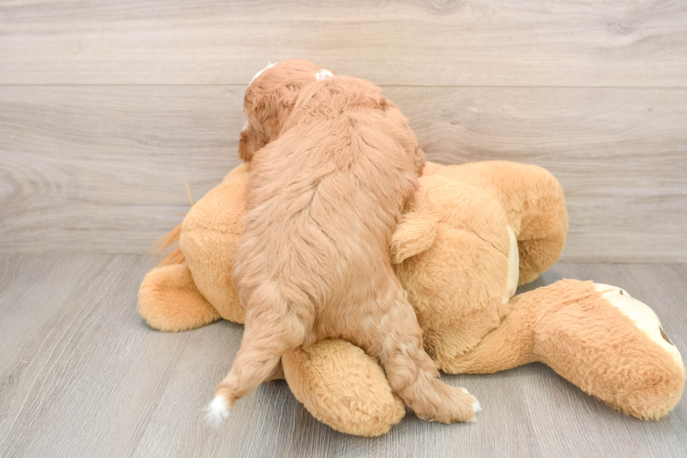 Smart Mini Goldendoodle Poodle Mix Pup