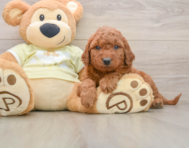 7 week old Mini Goldendoodle Puppy For Sale - Pilesgrove Pups