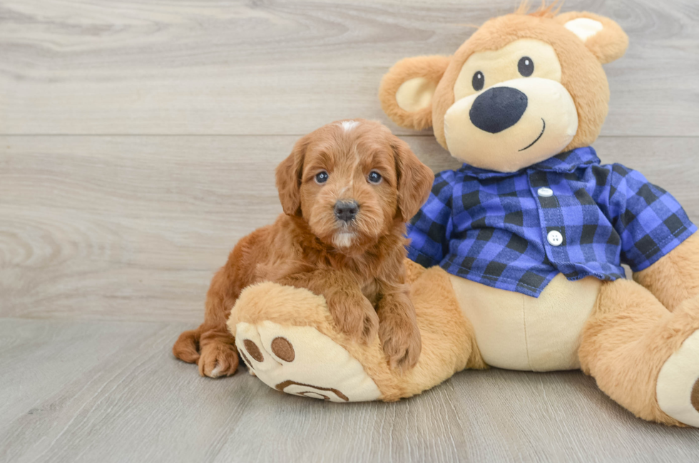 5 week old Mini Goldendoodle Puppy For Sale - Pilesgrove Pups