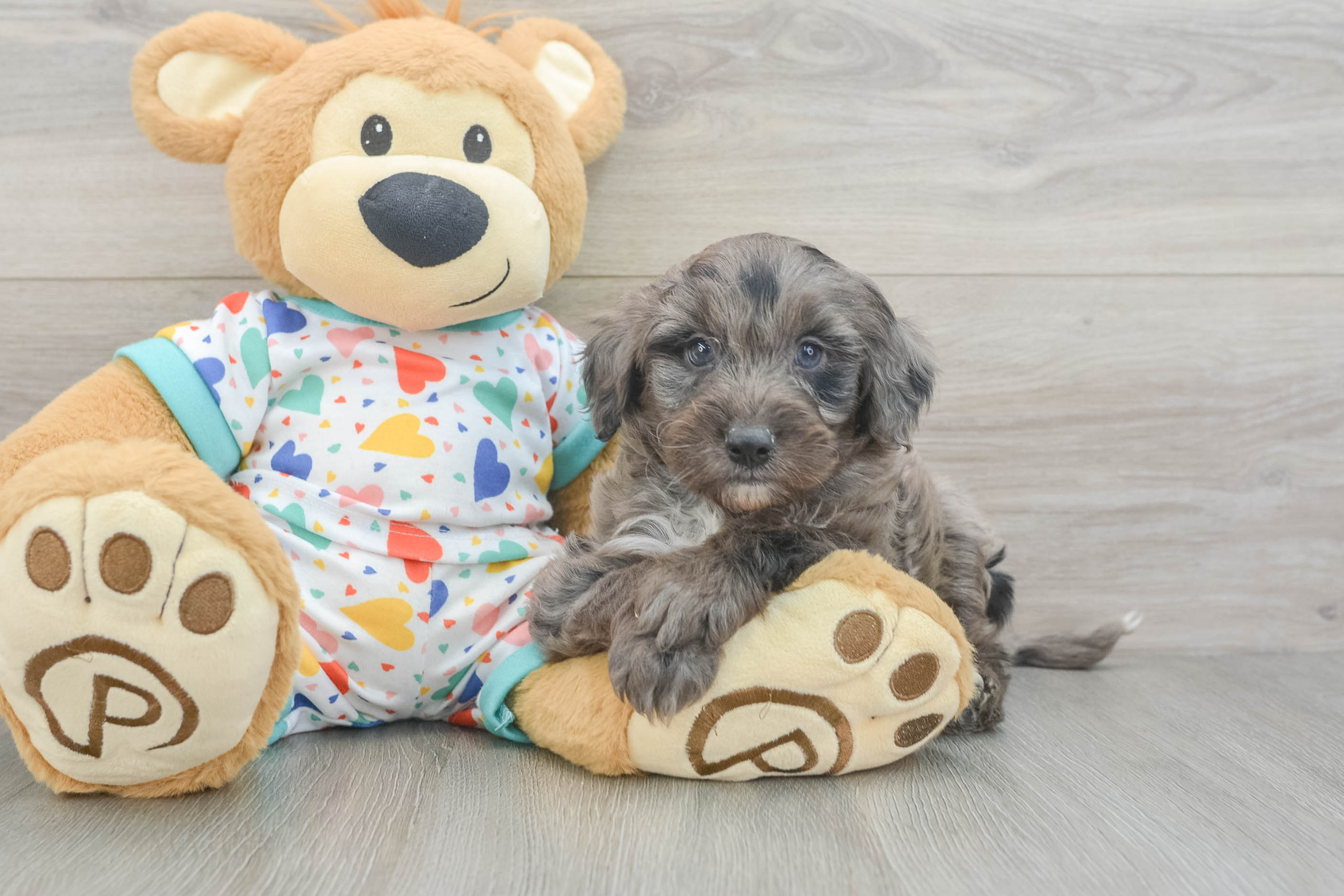Hypoallergenic Mini Goldiepoo Poodle Mix Puppy