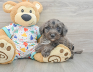 8 week old Mini Goldendoodle Puppy For Sale - Pilesgrove Pups