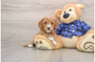Mini Goldendoodle Puppy for Adoption