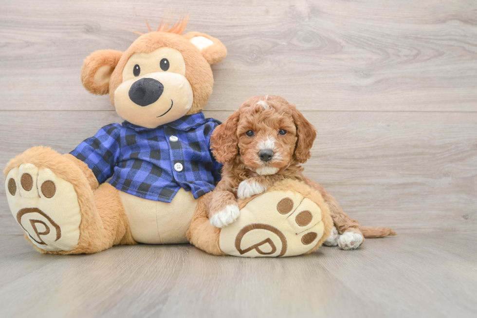 Popular Mini Goldendoodle Poodle Mix Pup