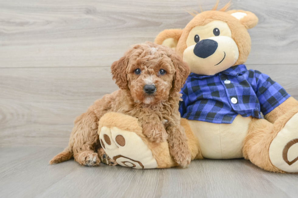 Mini Goldendoodle Puppy for Adoption
