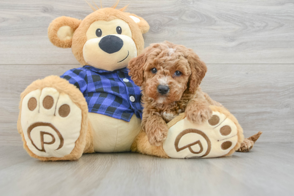 Playful Mini Groodle Poodle Mix Puppy