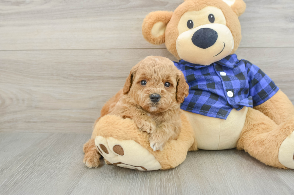 5 week old Mini Goldendoodle Puppy For Sale - Pilesgrove Pups