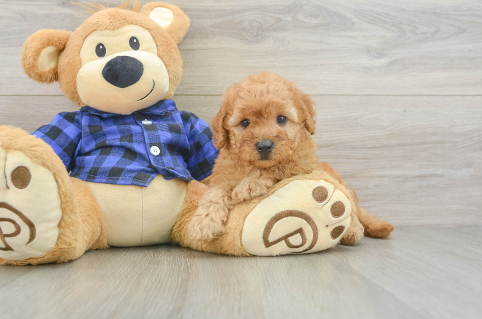 6 week old Mini Goldendoodle Puppy For Sale - Pilesgrove Pups