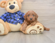 7 week old Mini Goldendoodle Puppy For Sale - Pilesgrove Pups