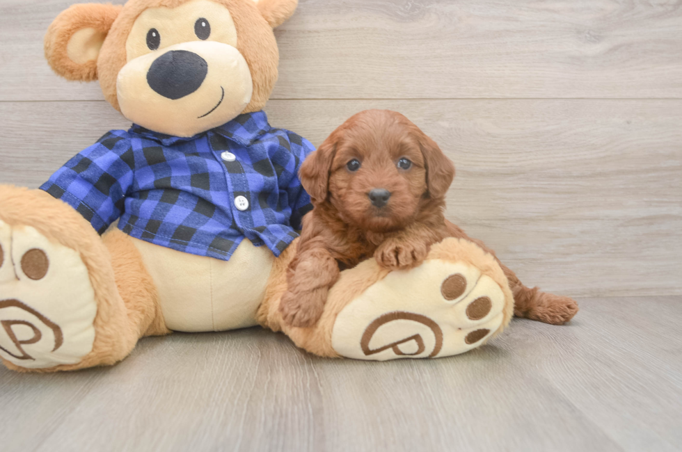 5 week old Mini Goldendoodle Puppy For Sale - Pilesgrove Pups