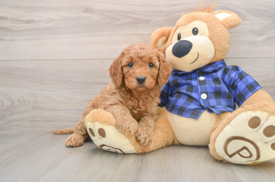 Fluffy Mini Goldendoodle Poodle Mix Pup