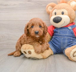 6 week old Mini Goldendoodle Puppy For Sale - Pilesgrove Pups