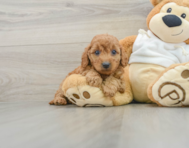 8 week old Mini Goldendoodle Puppy For Sale - Pilesgrove Pups