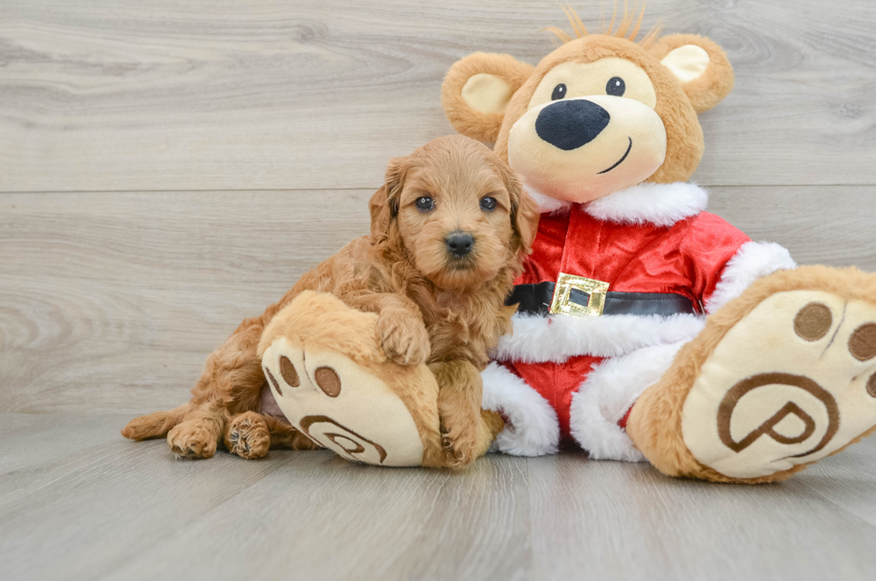 6 week old Mini Goldendoodle Puppy For Sale - Pilesgrove Pups