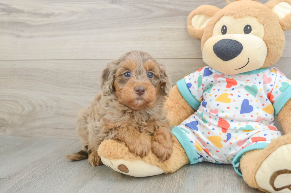 5 week old Mini Goldendoodle Puppy For Sale - Pilesgrove Pups