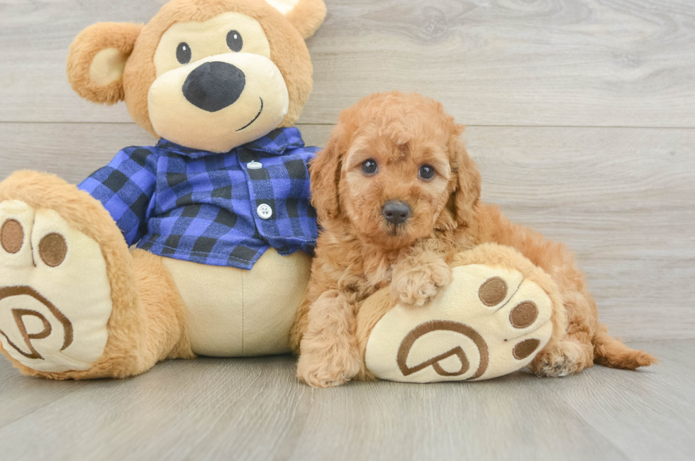 6 week old Mini Goldendoodle Puppy For Sale - Pilesgrove Pups
