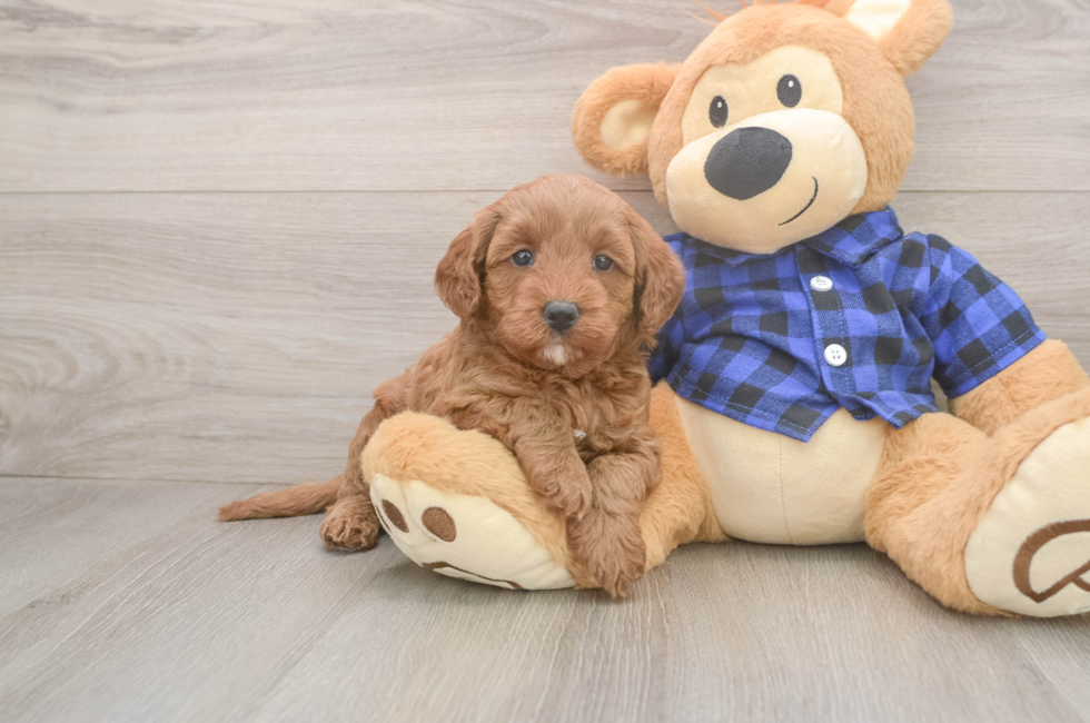 5 week old Mini Goldendoodle Puppy For Sale - Pilesgrove Pups