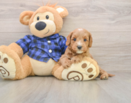 8 week old Mini Goldendoodle Puppy For Sale - Pilesgrove Pups