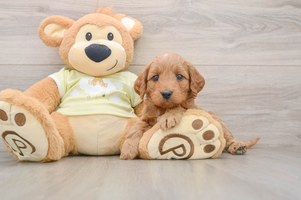 Best Mini Goldendoodle Baby