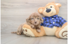 Small Mini Goldendoodle Baby
