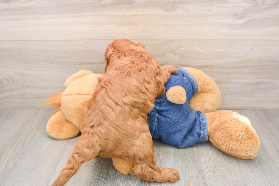 Mini Goldendoodle Puppy for Adoption