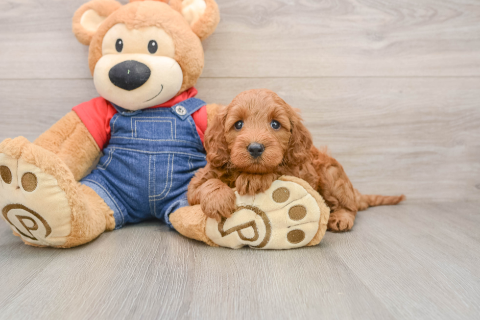 Popular Mini Goldendoodle Poodle Mix Pup