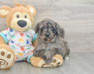 8 week old Mini Goldendoodle Puppy For Sale - Pilesgrove Pups