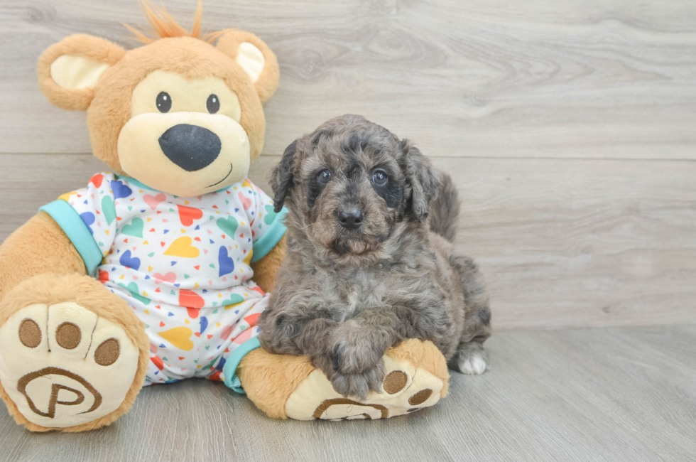 5 week old Mini Goldendoodle Puppy For Sale - Pilesgrove Pups