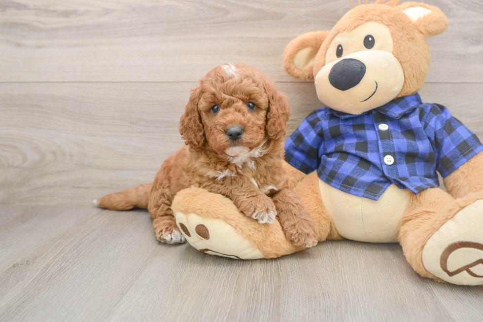 Popular Mini Goldendoodle Poodle Mix Pup