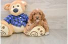 Sweet Mini Goldendoodle Baby