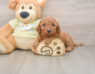 7 week old Mini Goldendoodle Puppy For Sale - Pilesgrove Pups