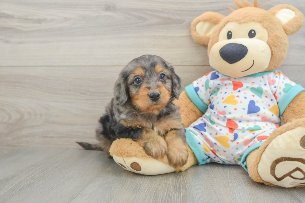 Popular Mini Goldendoodle Poodle Mix Pup
