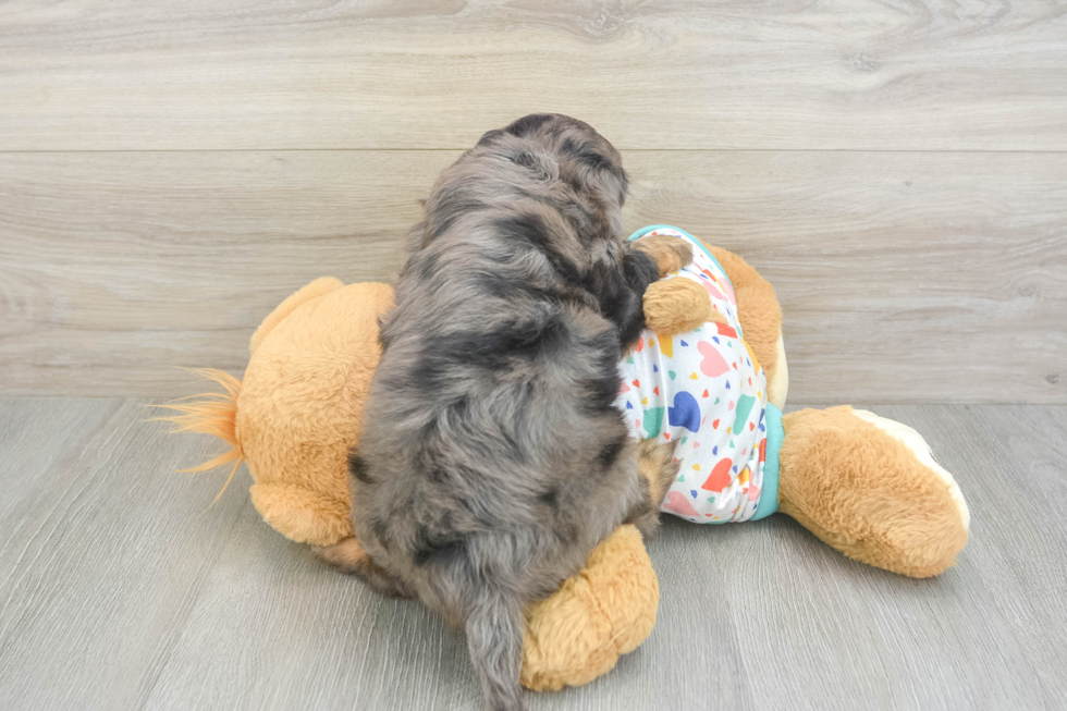 Friendly Mini Goldendoodle Baby