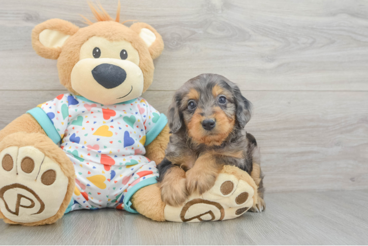 Hypoallergenic Mini Goldiepoo Poodle Mix Puppy