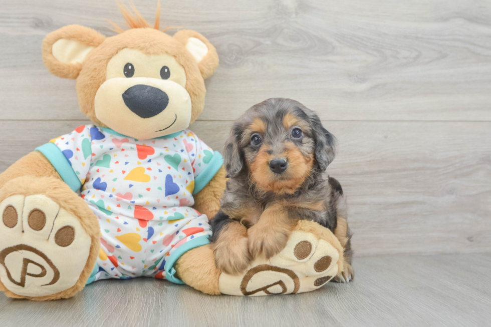 Hypoallergenic Mini Goldiepoo Poodle Mix Puppy