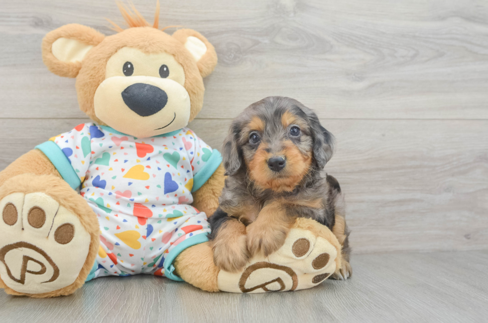 5 week old Mini Goldendoodle Puppy For Sale - Pilesgrove Pups
