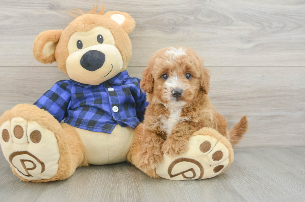 6 week old Mini Goldendoodle Puppy For Sale - Pilesgrove Pups