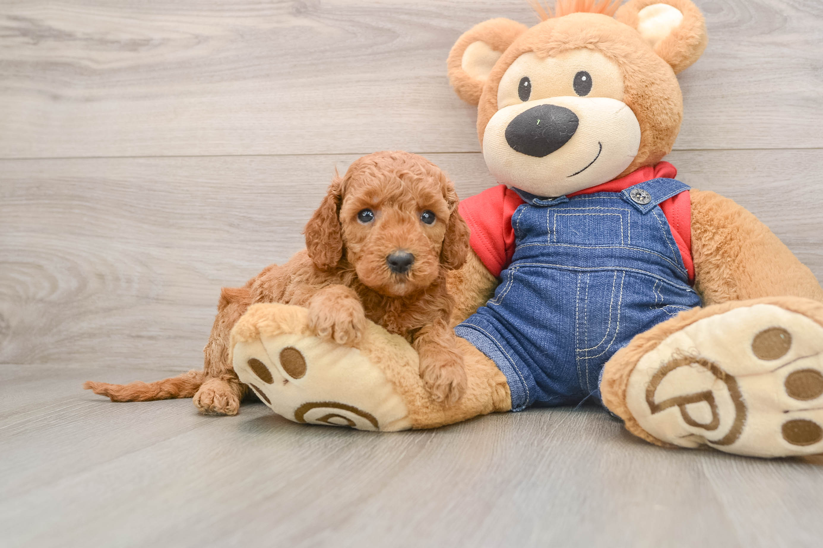 Best Mini Goldendoodle Baby