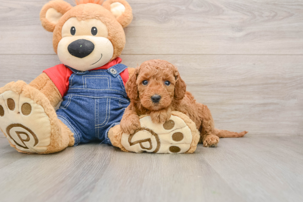 Smart Mini Goldendoodle Poodle Mix Pup