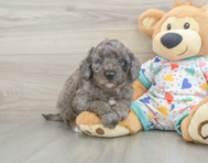 8 week old Mini Goldendoodle Puppy For Sale - Pilesgrove Pups